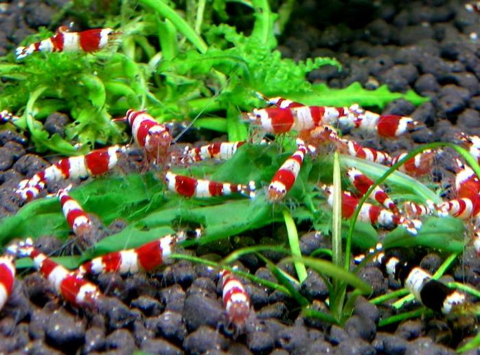 red crystal shrimp