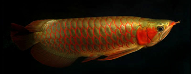 Best grade stingrays fishes / Asian red arowana fish for rehoming!