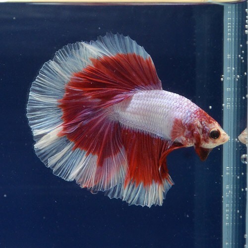 Betta Fish