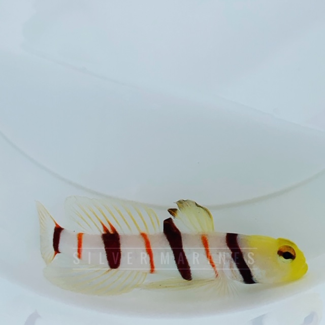 Dracula Goby