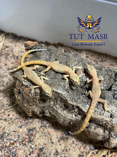 Egyptian Live Geckos 